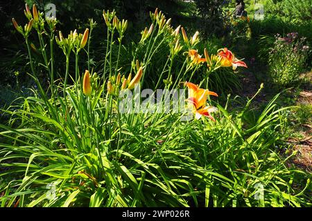 Hemerocallis aurantiaca ist eine Pflanzengattung der Lilaynikov-Familie Asphodelaceae. Schöne orangene Lilienblüten mit sechs Blütenblättern. Lang, dünn grün Stockfoto