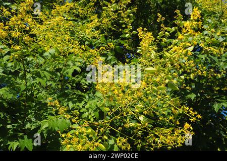 Koelreuteria paniculata ist eine blühende Pflanzenart aus der Familie der Sapindaceae. Ein Baum, der mit gelben Blüten blüht. Goldenrain-Baum, stolz auf Stockfoto