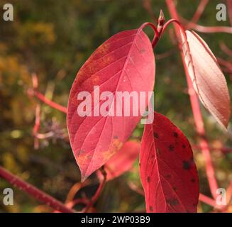 Herbstblätter des Rotweihdachs (Cornus sericea) in den Beartooth Mountains, Montana Stockfoto