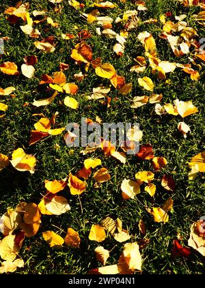 Gelbe Blätter einer Linde auf dem Gras. Stadtpark. Gefallene Blätter der europäischen Linde. Junge Pflanzen bahnen sich ihren Weg durch das Gras. Rasen im Blatt Stockfoto