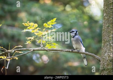 Einen Blue Jay in einem Baum im Wald thront. Die Blue Jay (Cyanocitta cristata) ist ein aus der der Ordnung Passeriformes in der Familie Corvida Stockfoto