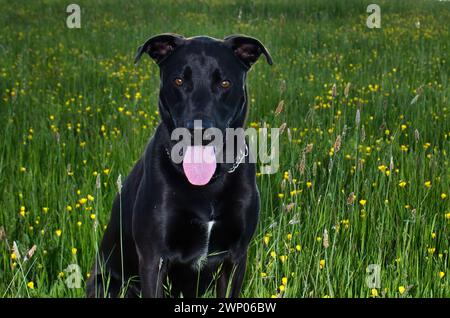Schwarzer Hund mit rosafarbener Zunge, der in grünem Gras mit gelben Blumen in einer Frühlingsnacht bei Potzbach sitzt. Stockfoto