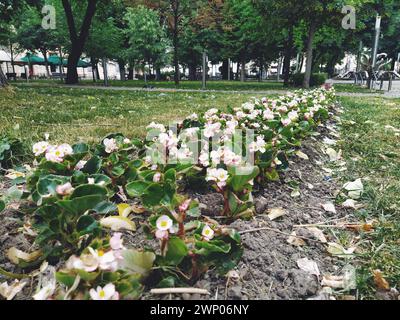 Begonia ist eine Pflanzengattung der Familie Begonia. Dekorative Gartenarbeit. Dekoration von Rasen, Parks, Blumenbeeten, Straßen und Straßen. Begonia Stockfoto