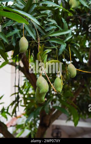 Mehrere junge und unreife grüne Mangos hängen an den Ästen des Baumes. Stockfoto