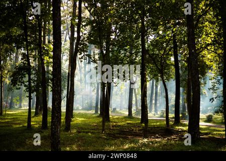 Panorama des nebligen Horrorwaldes am Morgen. Märchenhaft gruselig aussehende Wälder an einem nebeligen Tag. Stockfoto