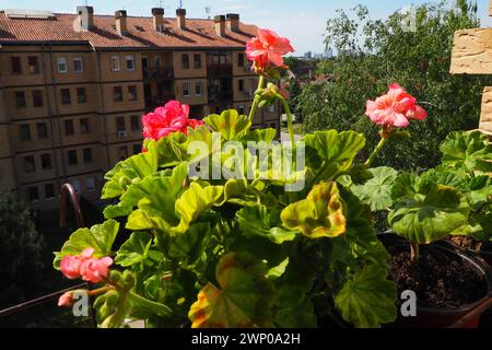 Rosafarbene Geranien auf der Fensterbank. Pelargonium peltatum ist eine Art von pelargonium, die unter den gebräuchlichen Bezeichnungen Pelargonium grandiflorum bekannt ist Stockfoto