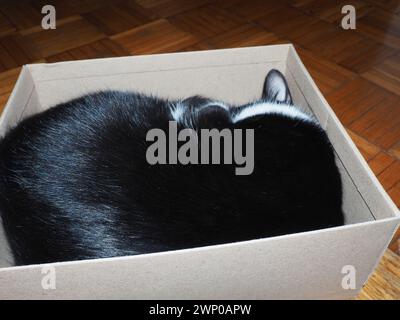 Eine schwarz-weiße Katze schläft in einem Karton und bedeckt ihre Nase mit der Pfote. Die Kiste ist auf dem Parkettboden. Das Katzenleben in der Wohnung. Liebe Stockfoto