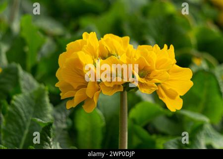 Eine große gelbe Frühlingskerzenblume in einem Gewächshaus Stockfoto