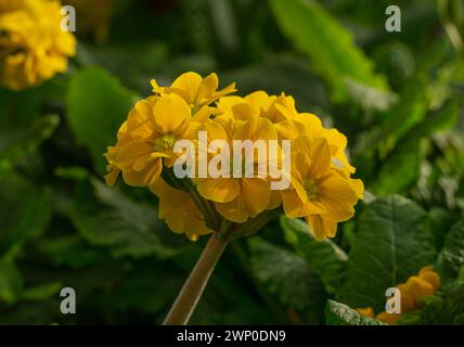 Eine große gelbe Frühlingskerzenblume in einem Gewächshaus Stockfoto