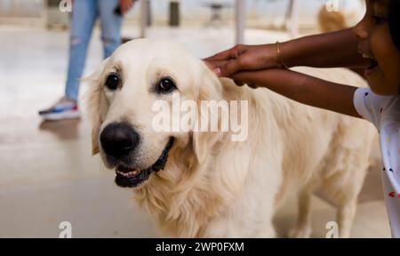 Ein Nahfoto eines goldenen Retriever-Hundes mit freundlichem Ausdruck Stockfoto