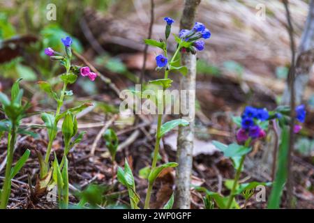 Wilde Blumen in einem Frühlingswald. Pulmonaria ist eine Gattung blühender Pflanzen aus der Familie der Boraginaceae, die in Europa und Westasien beheimatet ist Stockfoto