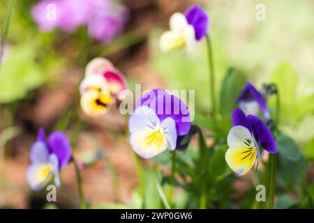 Viola Tricolor, dekorative bunte Blumen, Makrofoto mit selektivem Weichfokus Stockfoto