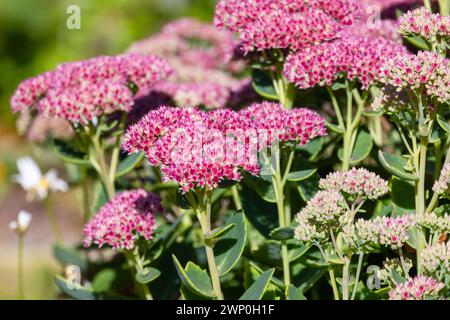 Rote Blumen an einem sonnigen Tag. Hylotelephium ist eine Gattung von blühenden Pflanzen aus der Steinbruchfamilie Crassulaceae Stockfoto