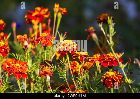 Orangerote Blüten wachsen in einem Garten an einem sonnigen Sommertag, Nahaufnahme mit selektivem Weichfokus. Tagetes ist eine Gattung von jährlich oder mehrjährig Stockfoto