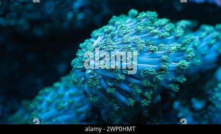 Blaues Korallenriff im Meer Stockfoto