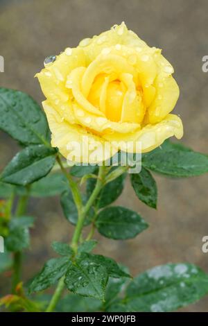 Rose Yellow Patio, Patio Sträucherrose, kleine, doppelt reiche gelbe Blüten Stockfoto