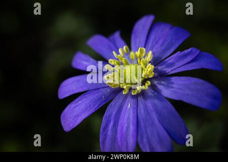 Nahaufnahme des wunderschönen Lila einer Anemonen Blandablüte, auch bekannt als griechische Windblume oder Balkananemone. Leerzeichen nach links kopieren. Stockfoto