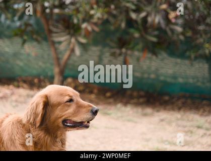 Ein herzerwärmendes Nahfoto eines Golden Retriever Hundes Stockfoto