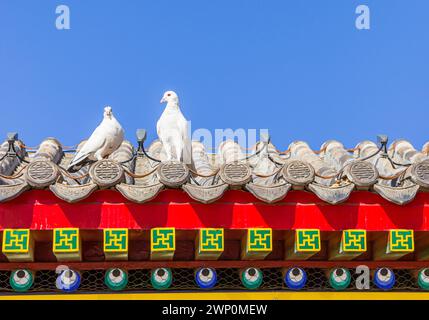 Zwei weiße Tauben auf den Dachziegeln des Dabei Buddhistischen Klosters in Tianjin, China Stockfoto