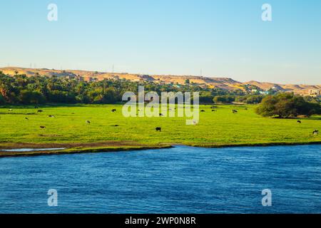 Kühe grasen am Ufer des Nils. Herrliche Landschaft. Sonnenuntergang. Assuan, Ägypten – 19. Oktober 2023 Stockfoto