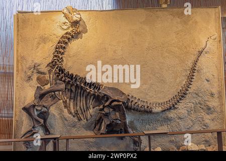 Ausstellung des fossilen Camarasaurus in der Quarry Exhibit Hall im Dinosaur National Monument in Jensen, UT Stockfoto