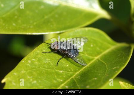 Nahaufnahme Blaue Fliege, blaue Flaschenfliege Calliphora vicina, Familienfliege (Calliphoridae) auf einem Blatt japanischen Lorbeers (Aucuba japonica) Stockfoto