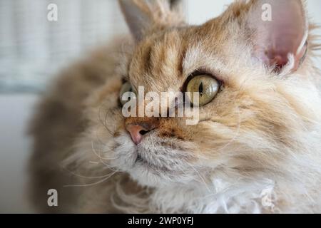 Selkirk Rex-Katze, die auf das Licht blickt, halb sitzend am Fenster Stockfoto