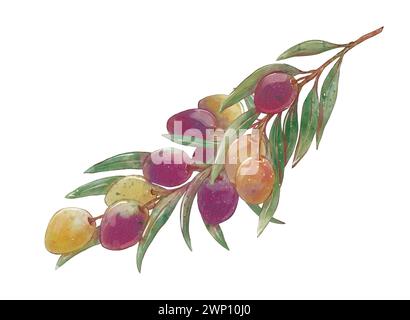 Aquarell-Olivenzweig mit Blättern, grünen und schwarzen Oliven. Handgemalte Blumenillustration isoliert auf weißem Hintergrund für Design, Druck, Stoff. Stockfoto