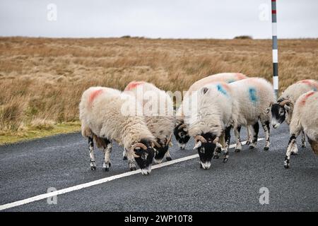 Schafe auf der Weardale Road, die Salz von der Asphaltdecke lecken Stockfoto