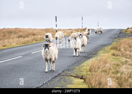 Schafe auf der Weardale Road, die Salz von der Asphaltdecke lecken Stockfoto