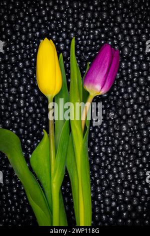 Bunte Tulpen auf schwarzem Hintergrund Stockfoto