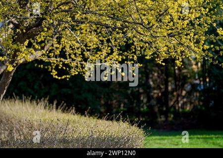 Cornus MAS, auch bekannt als cornel (Cornelian Cherry, European cornel oder Cornelian Cherry Dogwood) Stockfoto