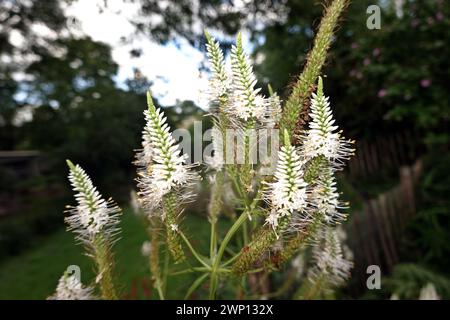 Kandelaber-Ehrenpreis (Veronicastrum virginicum, Syn. Leptandra virginica, Veronica virginica) - blühende Pflanze Stockfoto