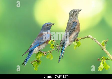 westlicher Blauvogel, Sialia mexicana Stockfoto