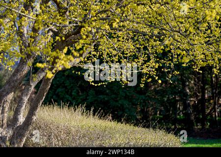 Cornus MAS, auch bekannt als cornel (Cornelian Cherry, European cornel oder Cornelian Cherry Dogwood) Stockfoto