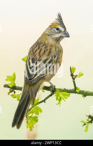 Gelber Kardinal, Gubernatrix cristata Stockfoto