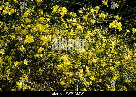 Gelbes Jasminum nudiflorum Winterblühender Jasmin Sträucher gelbe Blüten auf Ästen blühende Winter Jasmin Winterblumen Garten Jasminum Zweige Stockfoto