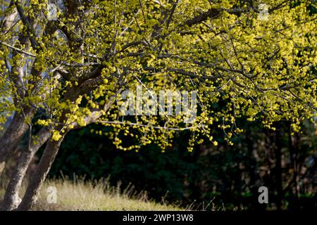 Cornus MAS, auch bekannt als cornel (Cornelian Cherry, European cornel oder Cornelian Cherry Dogwood) Stockfoto