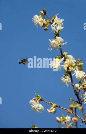 Europäische Honigbiene Fliegen zur Blume Lonicera x purpusii Spätwinterblühend Bienenfreundliche Sträucher APIs mellifera Bienenfutter Insekten frühe Blüten Stockfoto