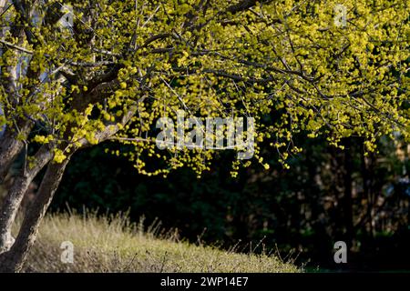 Cornus MAS, auch bekannt als cornel (Cornelian Cherry, European cornel oder Cornelian Cherry Dogwood) Stockfoto