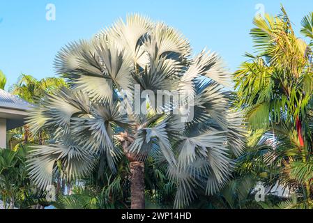 Eine große, reife Bismarckpalme (Bismarckia nobilis), die in Port Douglas, Queensland, Australien wächst, ist ein Endemit im Westen und Norden Madagaskars Stockfoto