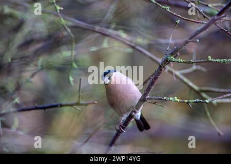 Nahaufnahme eines weiblichen Bullfinchs in einem Baum an einem Wintertag. County Durham, England, Großbritannien. Stockfoto