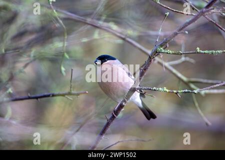 Nahaufnahme eines weiblichen Bullfinchs in einem Baum an einem Wintertag. County Durham, England, Großbritannien. Stockfoto