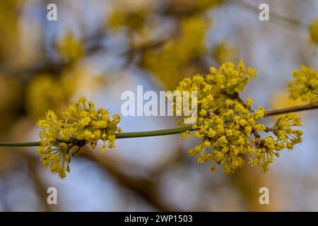 Cornus MAS, auch bekannt als cornel (Cornelian Cherry, European cornel oder Cornelian Cherry Dogwood) Stockfoto