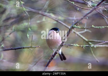 Nahaufnahme eines weiblichen Bullfinchs in einem Baum an einem Wintertag. County Durham, England, Großbritannien. Stockfoto