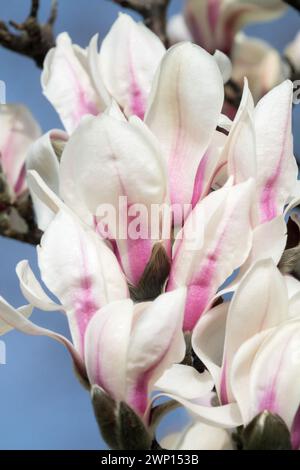 Magnolia zenii blühende weiße Magnolien Blüten Öffnungsblumen Weiße Blume hellviolette Basis Blüten Magnolia blühend weiß Rosa Blüten Öffnung Stockfoto