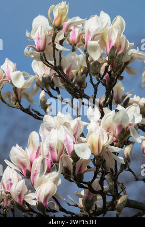 Magnolia zenii Zen Magnolienbaumzweig in voller Blüte Stockfoto