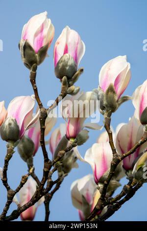 Magnolia zenii Winterbaumblüten Stockfoto