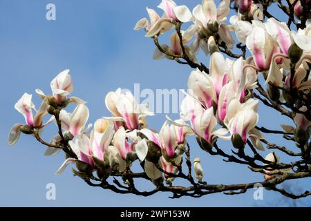 Zen Magnolienbaumblüten Zweige Magnolia zenii blühende Winterblüten Magnolienbaumzweige Stockfoto