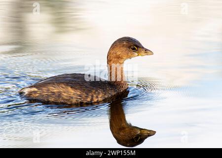 Rattenschnabel (Podilymbus podiceps) Schwimmen auf Wasser mit Reflexion, Lake Apopka, Florida, USA. Stockfoto